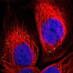 NRSN2 Antibody, Novus Biologicals 0.1mL; Unlabeled:Antibodies, Polyclonal
